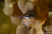 Ecsenius pictus Blennie peinte-Moga Island Bopa 3-16m-20180529-Denis-ADER-DSC_1874_tn